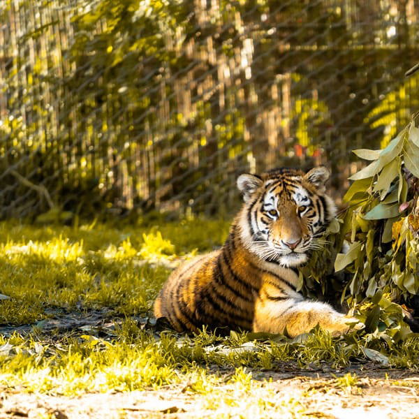 Lisbon Zoo