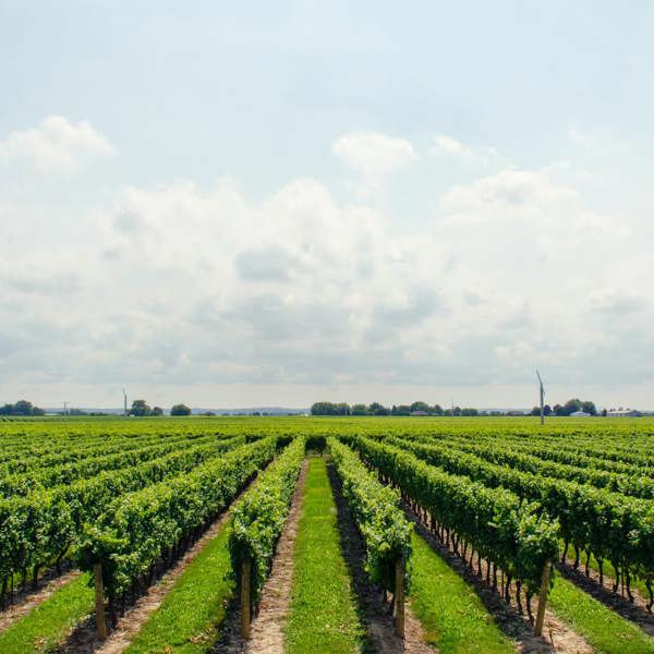 José Maria da Fonseca Winery