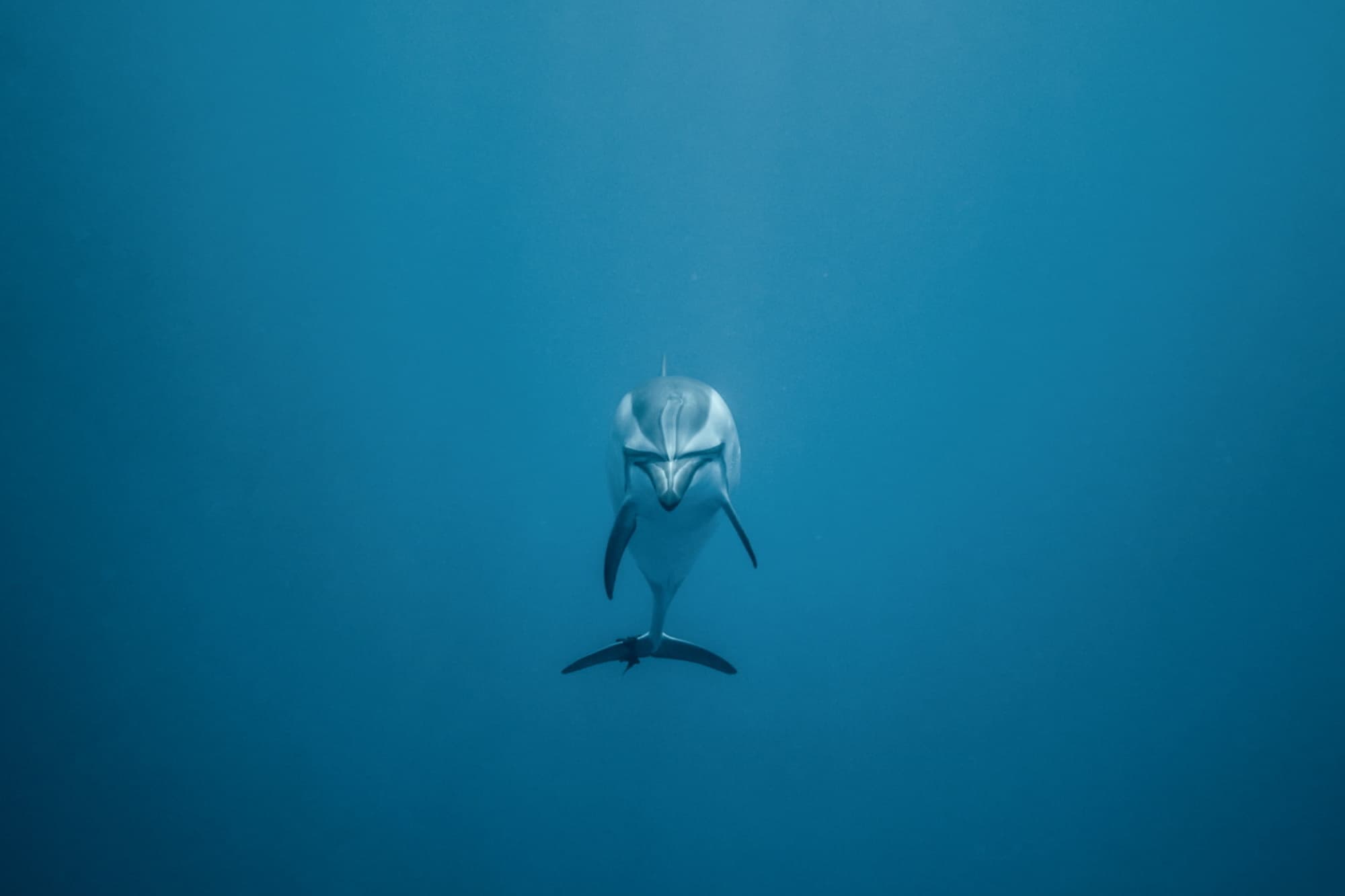Meeting the Dolphins